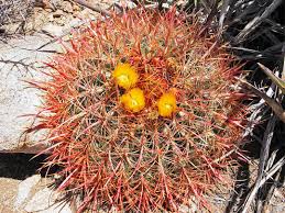 Is your barrel cactus sprouting babies? Ferocactus Cylindraceus California Barrel Cactus
