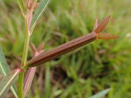 Image result for Ludwigia erecta