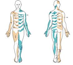 Image result for Spurling Sign