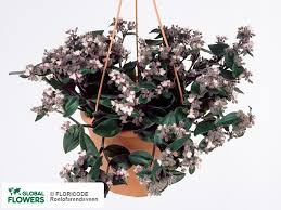 Learn how to care for tradescantia plants. Tradescantia Pallida Purple Heart Photo And Description