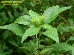 Image result for Acalypha chirindica
