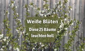 Die folgende liste zeigt typische herbstblühende sträucher (büsche): Baum Mit Weissen Bluten Diese Bluhen Jetzt Gartenlexikon De