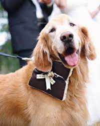 Image Result For Dog Wedding Ring Bearer Wedding Pets Dog Wedding Dog Wedding Outfits