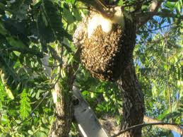 May 30, 2021 · how far bees travel from their hive depends on their reason for flight. Will Bees In Trees Go Away On Their Own Bee Best Bee Removal