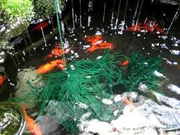 Maybe you would like to learn more about one of these? Goldfish Spawning Into Homemade Mops Youtube