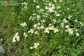Its attractive light green foliage edged in cream looks nice all season long in part shade to full shade. Plant Identification Closed Small White Daisy Like Flowers Are These Weeds Invasive 2 By Hburry