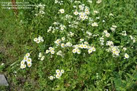 That white cotton spiderweb looking stuff is mold. Plant Identification Closed Small White Daisy Like Flowers Are These Weeds Invasive 2 By Hburry