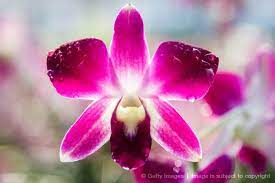 Pin On Orchids