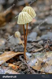 Image result for Marasmius opacus