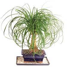 Popular types of indoor palms to grow at home. Indoor Palm Plants 15 Best Types Indoor Gardening