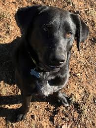 We find that fostering gives us the opportunity to assess the animal's personality and needs. Pin On Dogs For Adoption