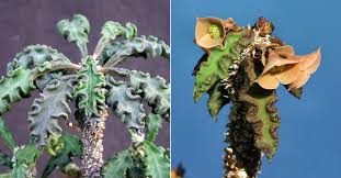 Image result for Euphorbia davyi