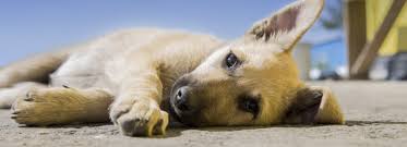 Highland hills pet hospital, located in greeley, co, is a medical facility for animals that offers comprehensive animal medical care services for pets including dogs, cats, and other household pets. Top Rated Local Veterinarians Torrey Highlands Pet Health Care Center