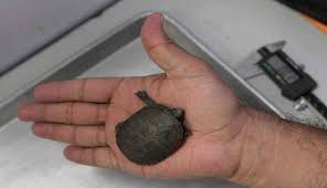 Ini Dia Spesies Kura Kura Terkecil Di Dunia