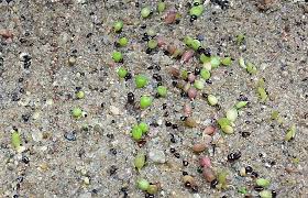 Cut rotten roots with a disinfected sharp knife, clean and treat wounds and treat with alcohol, it will be good to sprinkle all the. How To Propagate Cactus From Seeds