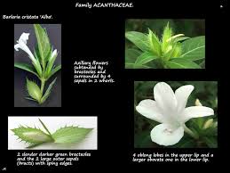 Image result for Barleria setosa