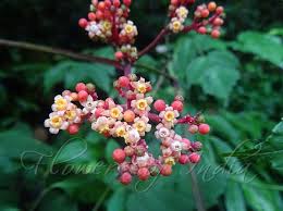 Image result for Leea guineensis