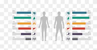Thin man sequential human anatomy program medical. Human Body Chart Human Anatomy Homo Sapiens Body Structure Scale Drawing Material Infographic Template Text Png Pngwing
