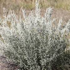 Image result for Aerva javanica