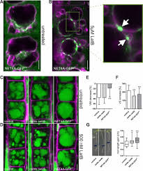 Networked proteins redundantly interact with VAP27 and RABG3 to regulate membrane tethering at the vacuole and beyond