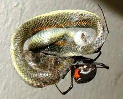 Spider Eats A Snake Redback Spider Spider Spider Bites