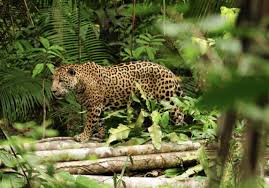 Pin By Carol Christ On Costa Rica Punta Islita Amazon Rainforest Animals Rainforest Animals Endangered Rainforest Animals