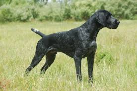 Your dog's short hair can be moisturized with natural oils from his skin when you brush him on a regular basis. Pin By Gonzalo Yost On German Shorthair Dog Pond Working Dogs Big Dogs