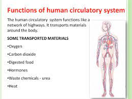 Human Circulatory System Prezentaciya Onlajn