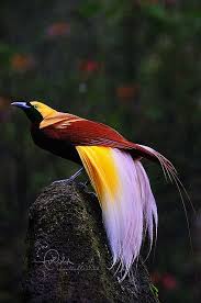 Bird Of Paradise Meaning In Hindi Bird Of Paradise طائر الفردوس Beautiful Birds Birds Pretty Birds