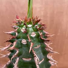 Image result for Euphorbia davyi