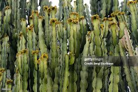 Image result for Euphorbiaceae