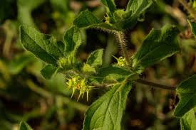 Image result for Acanthospermum