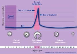 Lh Surge Graph Trying For A Baby Babycenter Canada