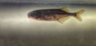 Baby Whale Fish Brienomyrus Brachyistius Ultimate Care Guide