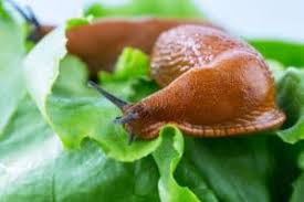 Limaces 10 Astuces Naturelles Pour Les Eloigner De Votre Jardin En 2020 Limace Anti Limace Escargot