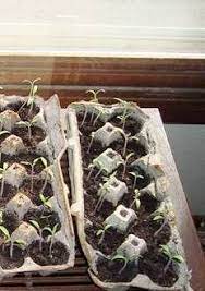 Starting Seedlings Indoors Growing Seeds Early Start Them Inside Seedlings Indoors Tomato Seedlings Growing Seeds