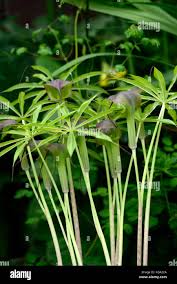 Image result for Arisaema mildbraedii