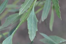 Plants Of Louisiana South africa, madagascar, mascarene islands. plants of louisiana