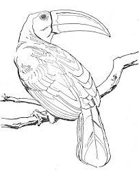 coloriage oiseaux exotiques a colorier dessin imprimer animal sketches art village silhouette stencil de coeur pour adultes
