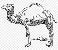 Get the hump day feel while checking out our collection of camel images (it's the one with just one hump, yes). Drawn Camels Transparent Camel Black And White Clipart 4510938 Pikpng