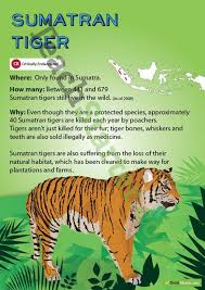 Sumatran Tiger Endangered Animal Poster Endangered Animals Endangered Animals Project Sumatran Tiger