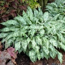 Image result for Pulmonaria Silverado