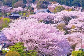 正式名称は 長等山園城寺 で 琵琶湖を見下ろす大寺である 日本三不動の一つである黄不動で著名な寺院 三井寺では野菜 海藻など植物性食品だけで作る 様々な精進料理が昔から有名 花の木 風景 美しい風景写真