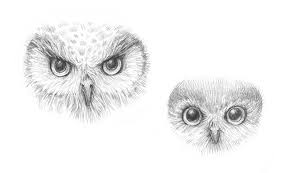 Fun owl facts for kids. How To Draw An Owl With Pen And Ink