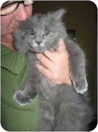 These adorable kittens are available for adoption in cincinnati, ohio. Cincinnati Oh Maine Coon Meet Soot Maine Persian Mix A Pet For Adoption