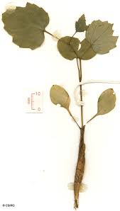 Image result for Ampelocissus obtusata
