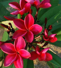10 Bright Red Plumeria Seeds Plants Flower Lei Hawaiian Perennial Seed 2 640 Planting Flowers Rose Seeds Flower Pot Design