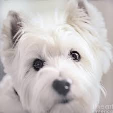 St Francis by Macro Abundance Art