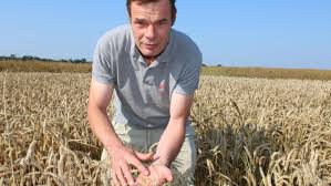Le terme blé désigne également le grain (caryopse) produit par ces plantes. Video Mildiou Ble Blanchit Lin Couche Les Cultures Souffrent En Normandie Apres Les Pluies De Juin