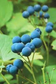 Image result for Blue Cohosh